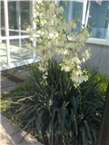 Yucca